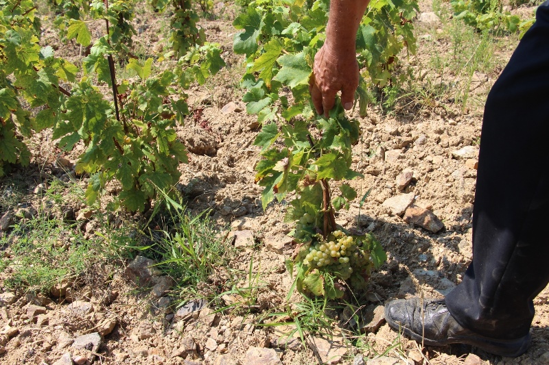 mladi prošle godine posađeni vinogradi na kamenu već donose rod