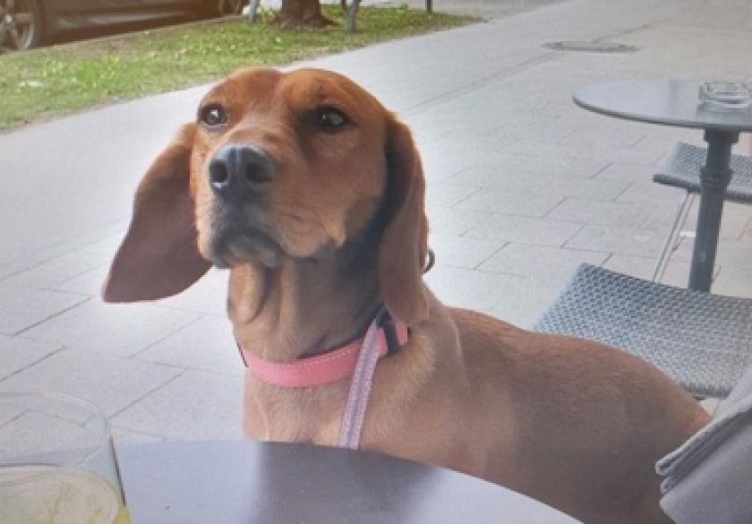 Otuđen pas na Novom Zvečevu pasmine brak jazavčar vrijedan nekoliko tisuća eura