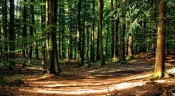Smanjenje naknade na šumi i šumskom zemljištu od 30 do 90 posto