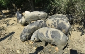 Učinkovitim mjerama spriječena pojava afričke svinjske kuge u Hrvatskoj i podignuta biosigurnost na farmama