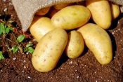 Ministarstvo poljoprivrede: 100 milijuna kuna za izgradnju skladišnih kapaciteta za krumpir
