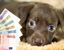 Više od 14 milijuna eura godišnje na nelegalnoj prodaji pasa u Hrvatskoj!