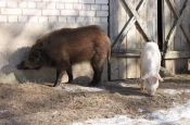 Nakon pojave afričke svinjske kuge u BiH, Ministarstvo poljoprivrede dodatno pojačalo preventivne mjere