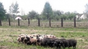 Ministarstvo poljoprivrede objavilo Javni poziv za Zaštitu domaćeg svinjogojstva od afričke svinjske kuge