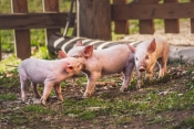 Nastavak isplata potpora za proizvođače svinja za ublažavanje afričke svinjske kuge
