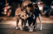 U Hrvatskoj još uvijek mnogo necijepljenih pasa