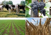 Ministarstvo poljoprivrede povećava financijska sredstva za nove natječaje za 650 milijuna kuna