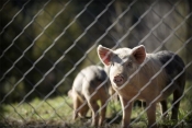 Za postavljanje dvostrukih ograda u uzgojima svinja koje se drže na otvorenom na raspolaganju 2 milijuna kuna
