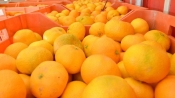 Uoči berbe mandarina proizvođačima isplaćeno 20 milijuna kuna potpore