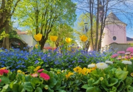 Zahvaljujući trudu radnika tvrtke Komunalac Požega grad Požega u punom proljetnom cvatu i šarenilu cvjetnih gredica