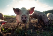 Kretanje broja svinja i podizanje biosigurnosti u Hrvatskoj nakon pojave afričke svinjske kuge
