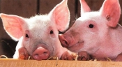 Promjene u sustavu označavanja i registracije svinja kao dio paketa mjera s ciljem prevencije pojave Afričke svinjske kuge u RH
