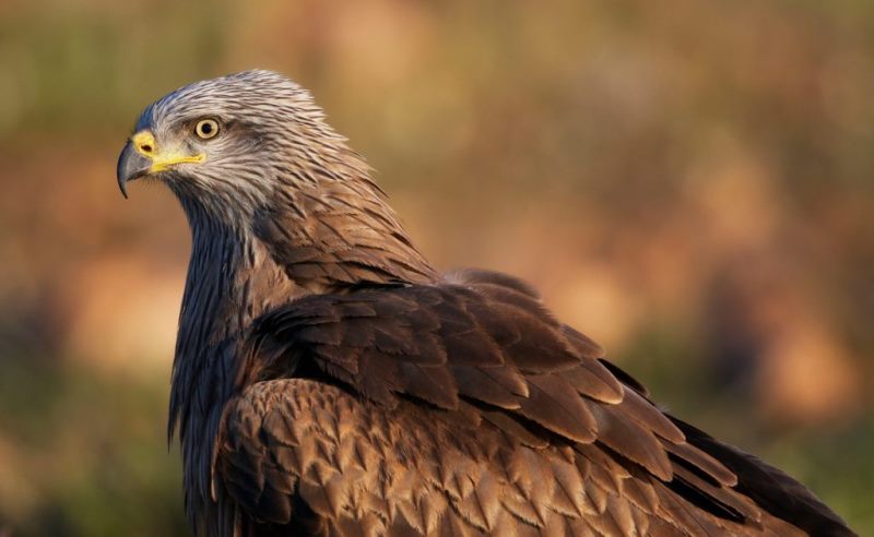 Black kite 1024x630