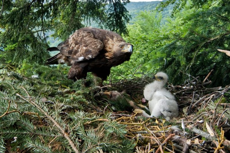 Golden eagle 1024x685