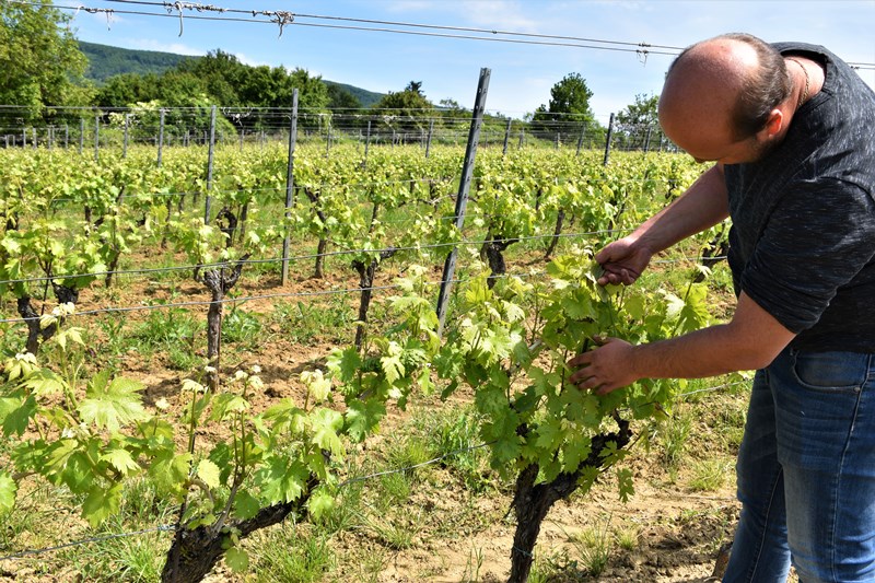 Kooperant Previšić Josip vlasnik 305 ha vinograda na položaju Hrnjevac