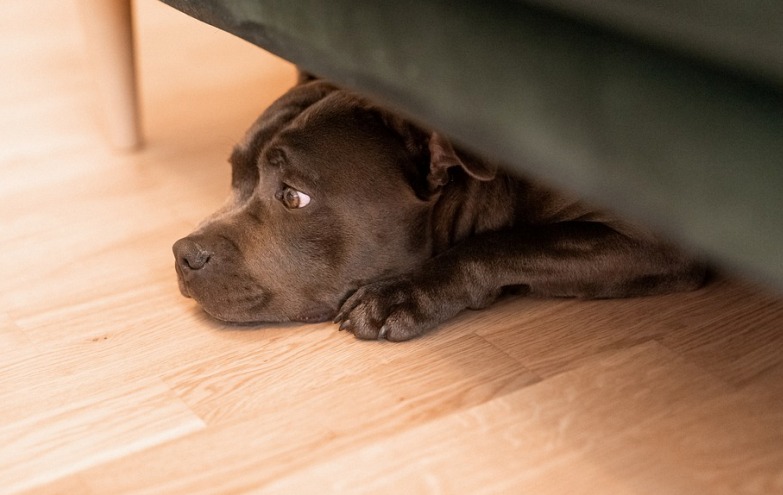 dog 6344470 960 720