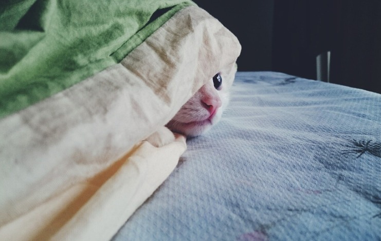 kitty 1785032 960 720