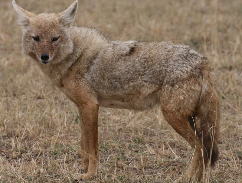 Golden wolf small