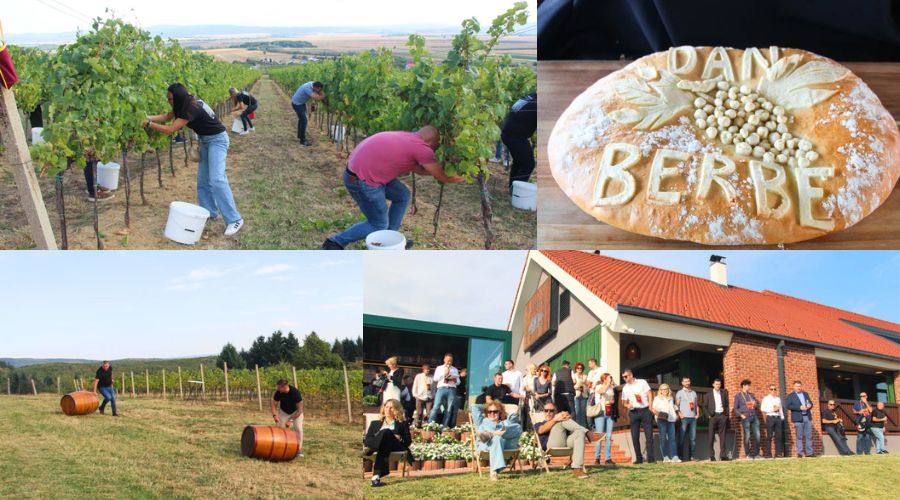 "Berba day" u vinariji Kutjevo: Završetak berbe proslavili uz vino, tamburaše i vinske igre