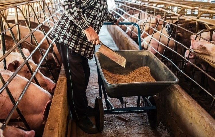 Afrička svinjska kuga i dalje se širi na području Osječko-baranjske županije