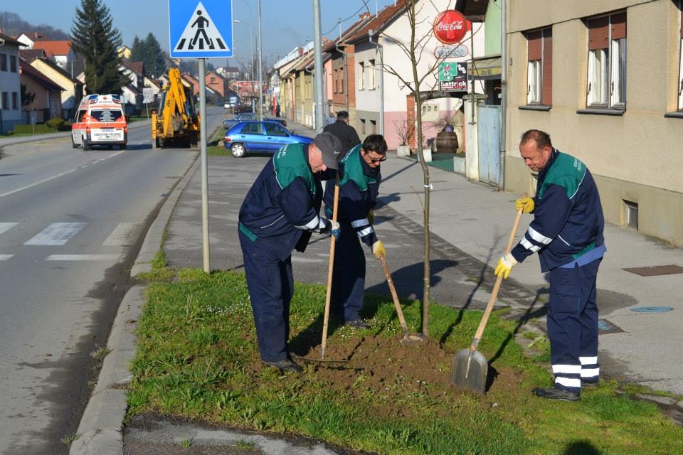 Dubrovačka ulica dobila drvored lipe