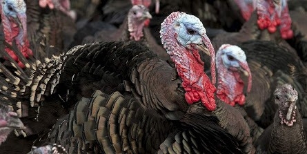 Informacije za javnost vezano za cirkulaciju virusa visoko patogene influence ptica H5N1 na području RH