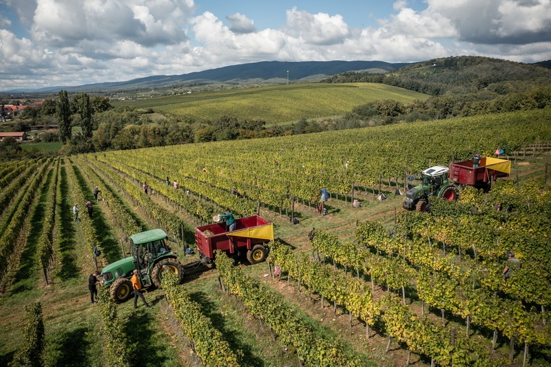 Kutjevački vinogradi prožeti su najljepšim bojama i mirisima - Počela je berba 2025.!