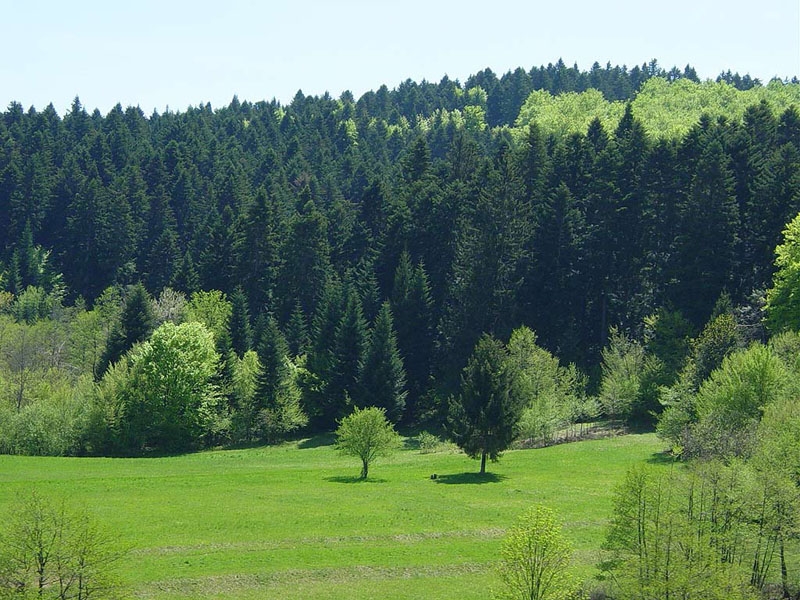 Pozornost usmjeriti na rijetke šumske zajednice