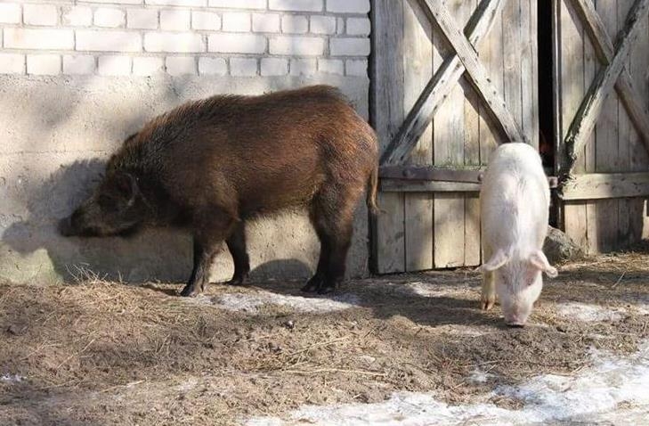 Primjenom biosigurnosnih mjera do sprječavanja pojave afričke svinjske kuge koja je zahvatila države Balkana i Europe