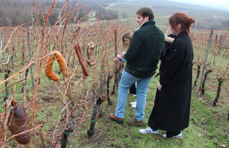 Prvo ovogodišnje orezivanje trsova i proslava Vincelova u vinogradima Vinum Academicum u Podgorju