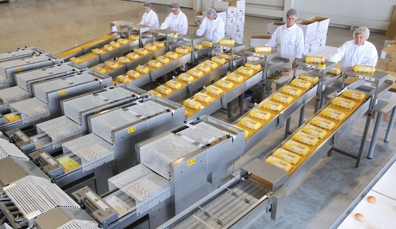 Salmonela prijeti jatima konzumnih nesilica - Hrvatski peradari svim se sredstvima bore protiv salmoneloze
