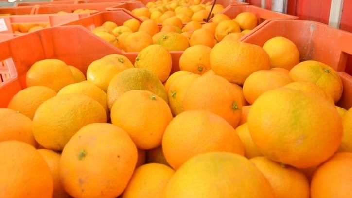 Uoči berbe mandarina proizvođačima isplaćeno 20 milijuna kuna potpore
