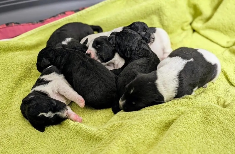 Uz Svjetski dan kastracije pasa i mačaka  Prijatelji životinja pozvali lokalne zajednice i veterinare na besplatne ili smanjene cijene kastracija
