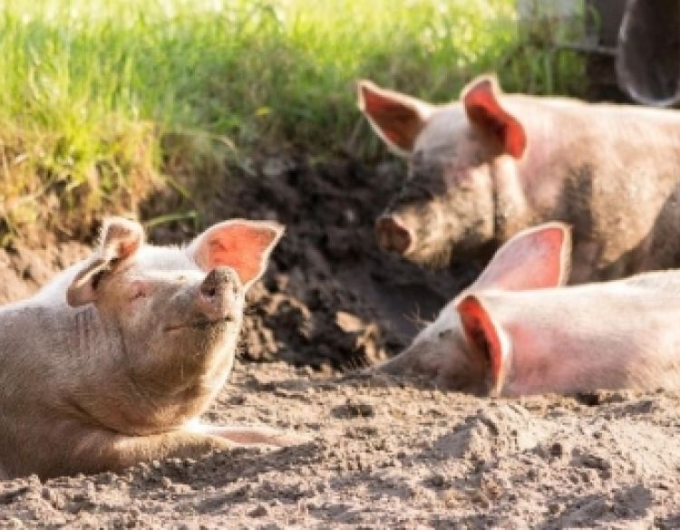Ukidanje i smanjenje zona ograničenja zbog Afričke svinjske kuge u više županija