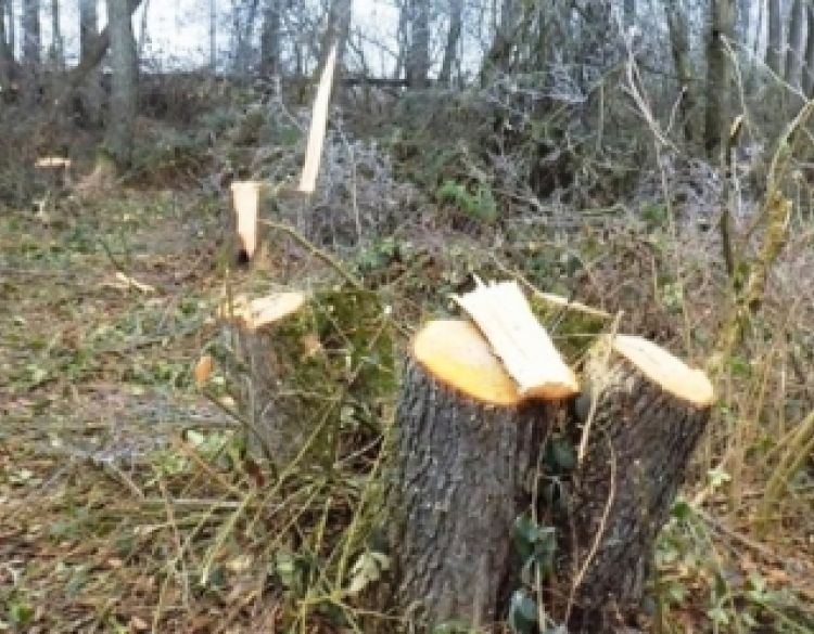 Prijavljena krađa stabala hrasta u vlasništvu Hrvatskih šuma u vremenu od 12. do 16. prosinca