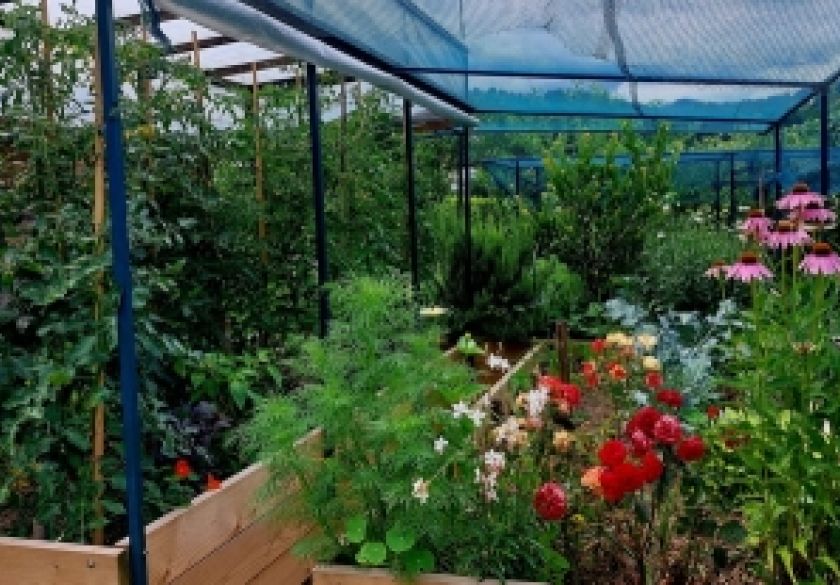 Zaštita i jačanje biljaka u ukrasnom vrtu i povrtnjaku s Bio Plantellom