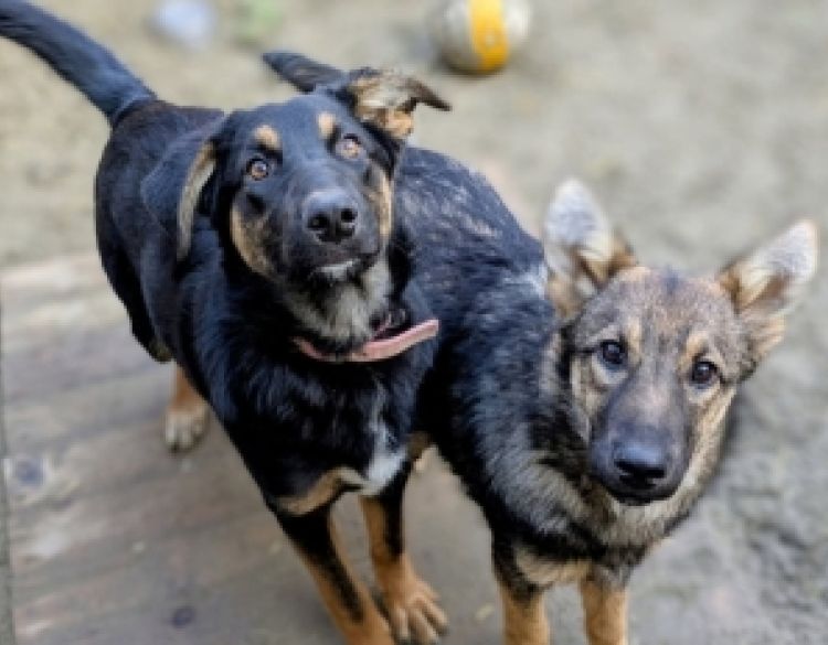 Danas se obilježava Svjetski dan napuštenih životinja - Prijatelji životinja predlažu kako im pomoći jer tisuće napuštenih životinja čekaju dom