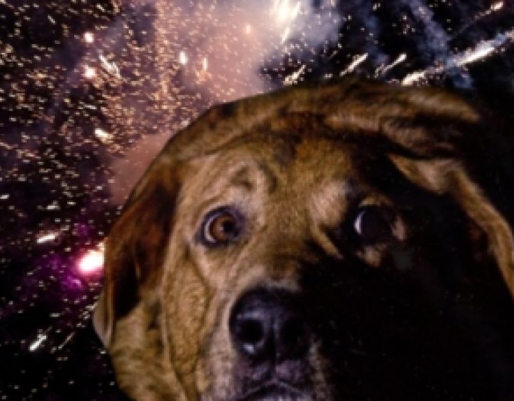 Prijatelji životinja traže od MUP-a hitne izmjene Zakona o eksplozivnim tvarima - Nizozemska je zabranila vatromete, hoće li i Hrvatska?