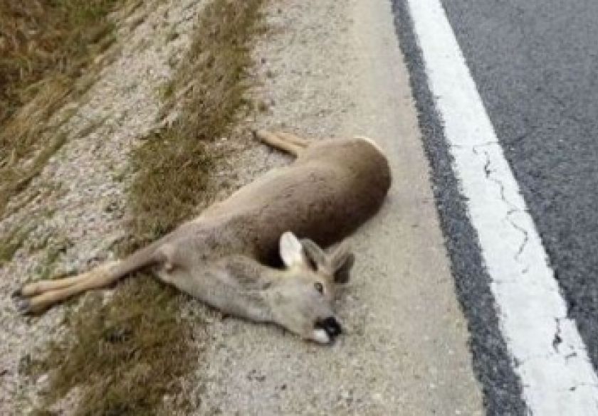 45-godišnjak između Nove Lipe i Emovačkog Luga pronašao i otuđio strvinu srnjaka