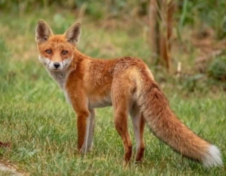 Započela proljetna akcija oralne vakcinacije lisica na području Republike Hrvatske mamcima iz zrakoplova
