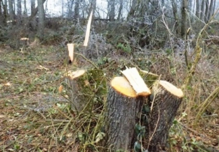 Nepoznati počinitelj u šumskom dijelu kraj Grasdišta posjekao i otuđio stabla u vlasništvu 64-godišnjaka