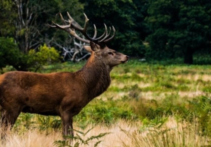Predstavljene izmjene i dopune Zakona o lovstvu i četiri podzakonska akta Ministarstva poljoprivrede
