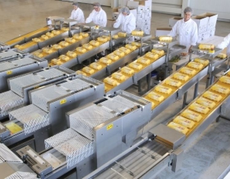 Salmonela prijeti jatima konzumnih nesilica - Hrvatski peradari svim se sredstvima bore protiv salmoneloze