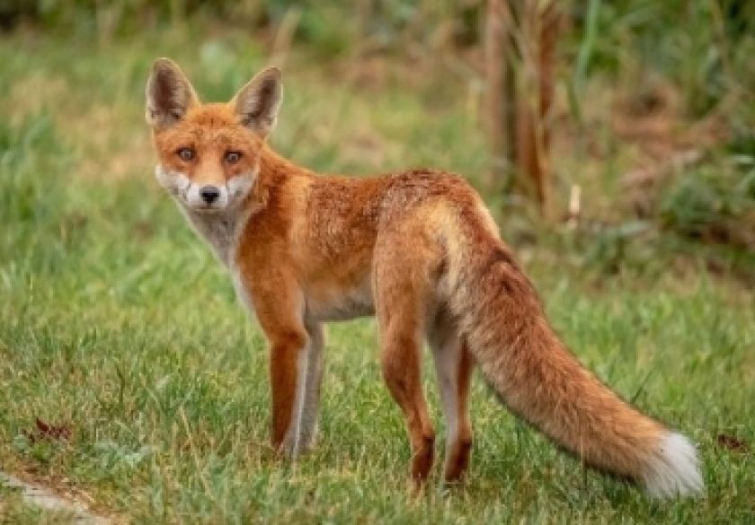 Započela proljetna akcija oralne vakcinacije lisica na području Republike Hrvatske mamcima iz zrakoplova