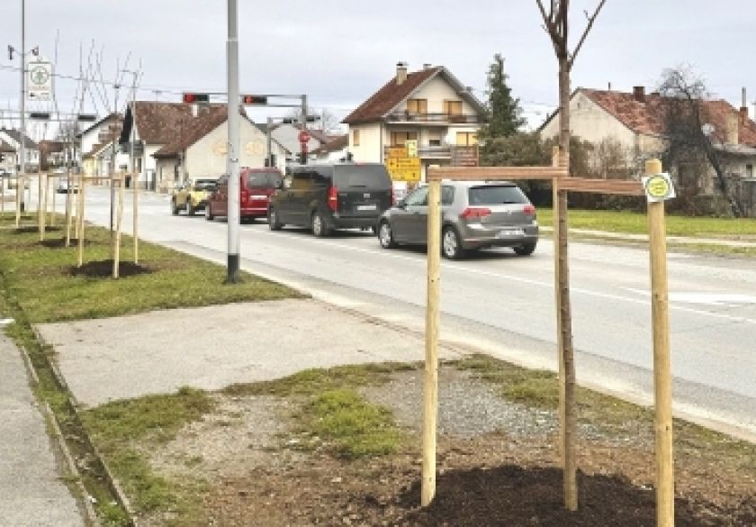 Posađena nova stabla u požeškoj Ulici Pavla Radića