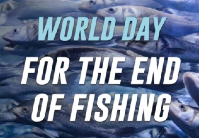 Uz obilježavanje Svjetskog dana za okončanje ribolova - Ribe su tihe žrtve ljudske ravnodušnosti