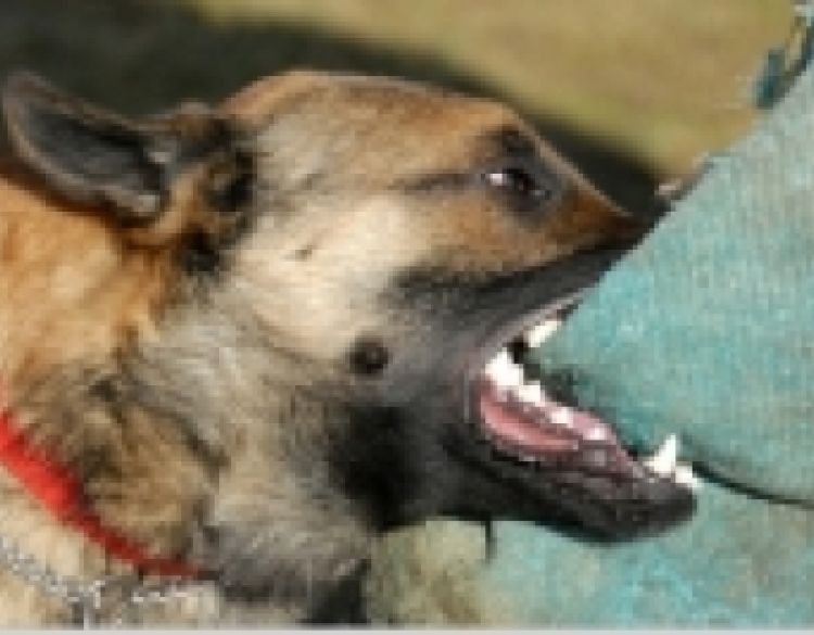 Pas kojega je 53-godišnjak u Požegi ostavio bez nadzora izašao iz dvorišta i ugrizao 64-godišnjaka koji je ozlijeđen