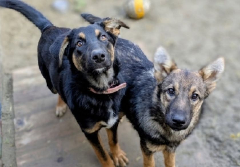 Danas se obilježava Svjetski dan napuštenih životinja - Prijatelji životinja predlažu kako im pomoći jer tisuće napuštenih životinja čekaju dom