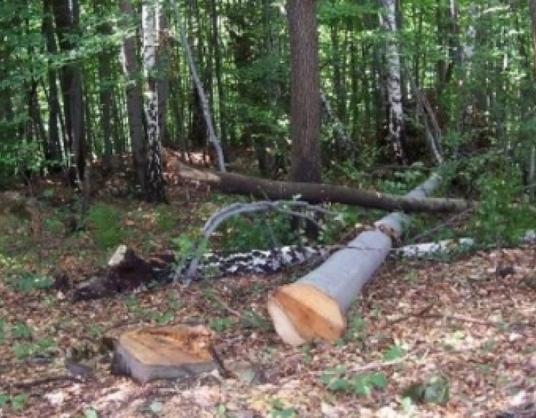 42- i 44-godišnjaci s područja Kutjeva posjekli i otuđili stabla u šumi kraj Gradišta u vlasništvu 64-godišnjaka
