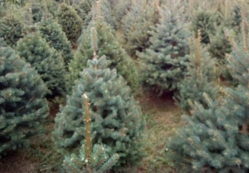 60-godišnjak iz Brestovca s nepoznatom osobom dogovorio prodaju božićnih drvaca koja mu nisu do sada plaćena